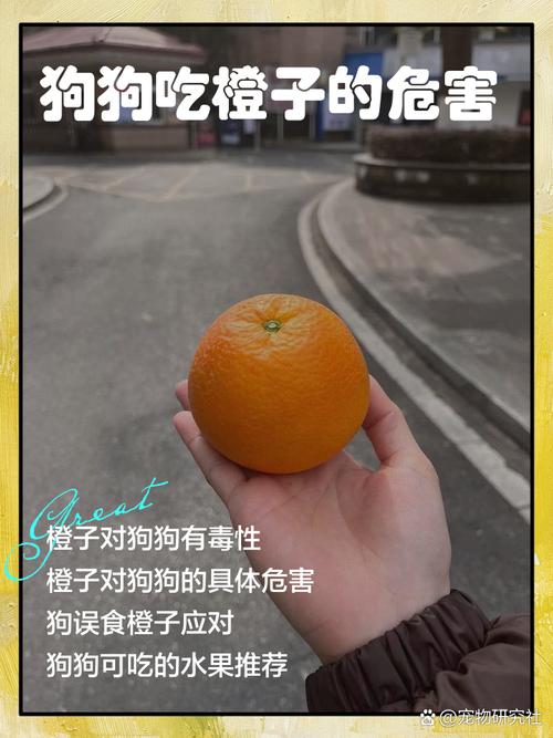 狗狗吃橙子对健康会有什么影响?