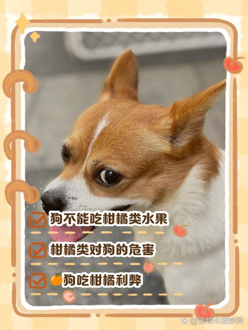 狗狗为什么不吃橙子
