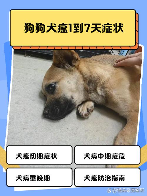 犬瘟好转的迹象,狗狗狗瘟好转的征兆