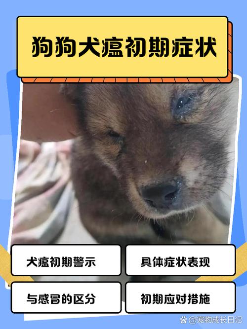 狗狗狗瘟好转的征兆