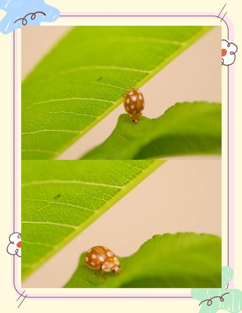 这是什么瓢虫?是益虫还是害虫?