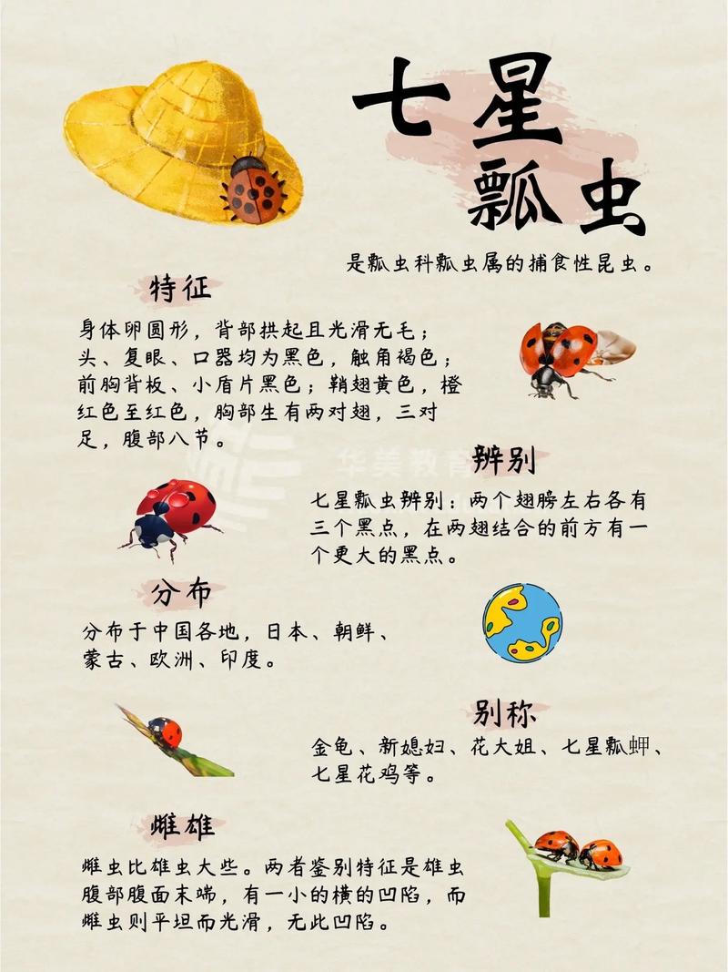 七星瓢虫的成虫生活习性?