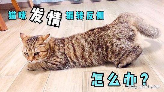 小猫咪发情怎么办？小猫咪发情应该怎么办？
