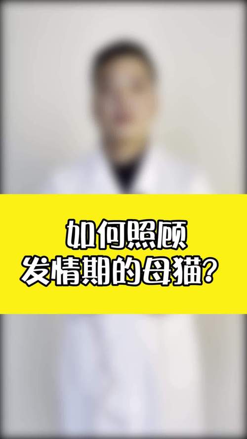 小猫发情期怎么办
