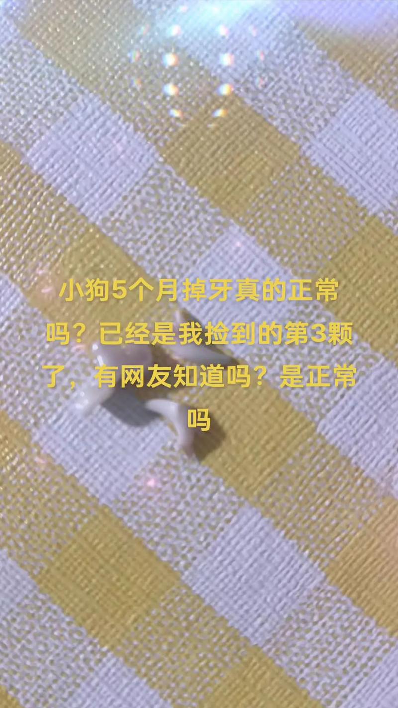狗狗几个月掉牙