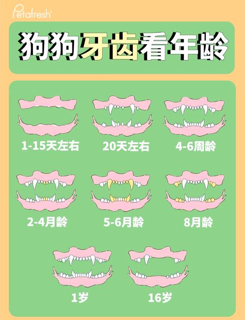 为什么狗狗不掉牙
