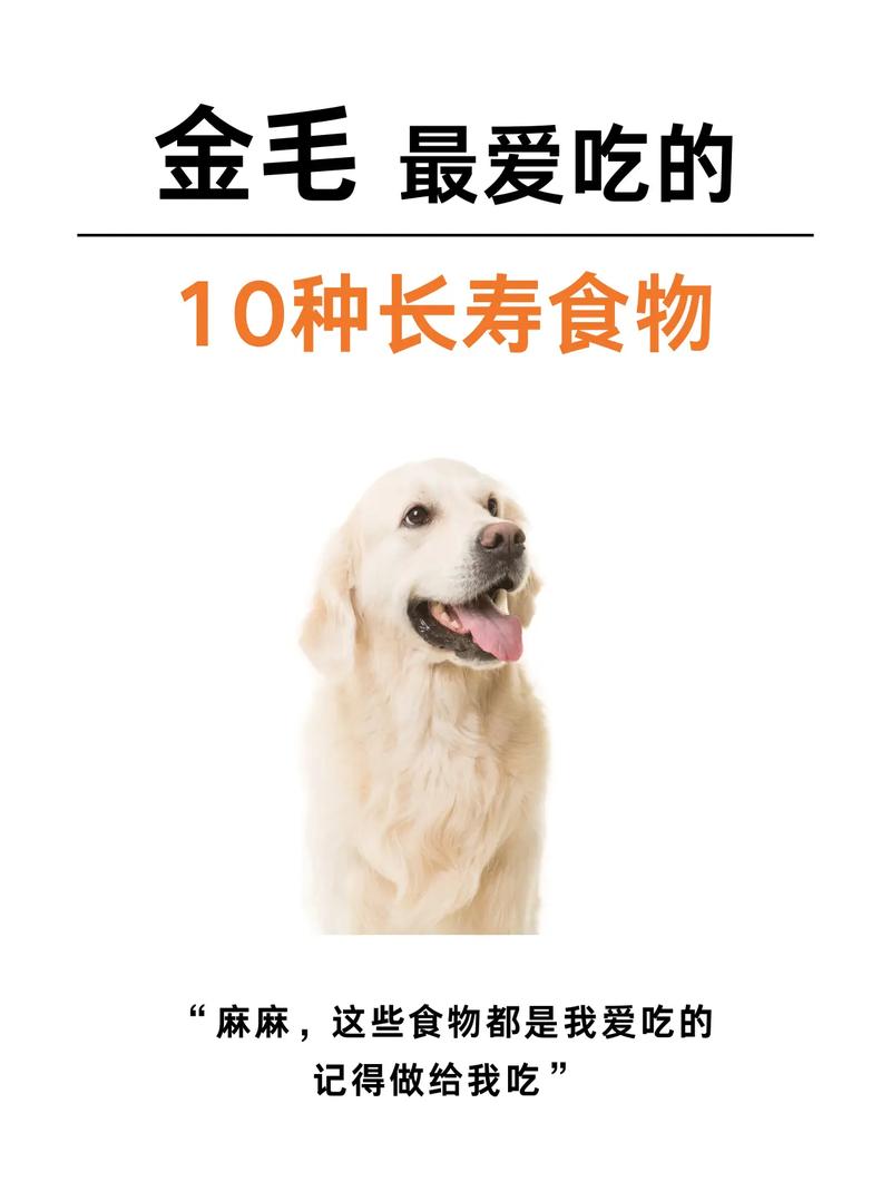 急~!8个月金毛该吃什么犬粮!?