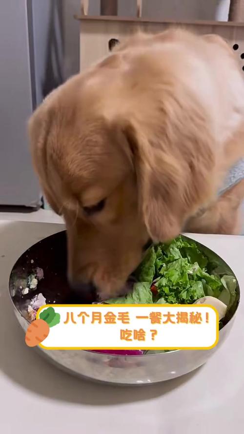 七八个月的金毛吃什么东西怎么回事啊