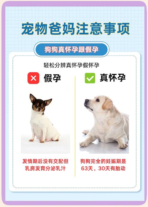 怎么知道狗狗怀孕，怎么知道狗狗怀孕多少天了？