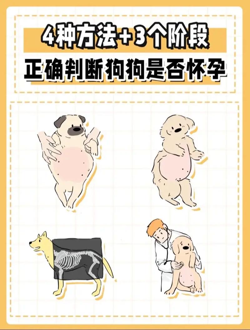 怎么确定狗狗是否怀孕