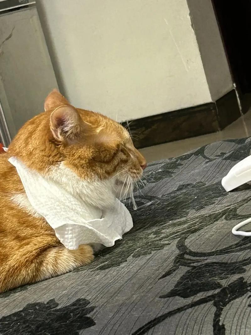 猫咪经常流口水吃什么药?