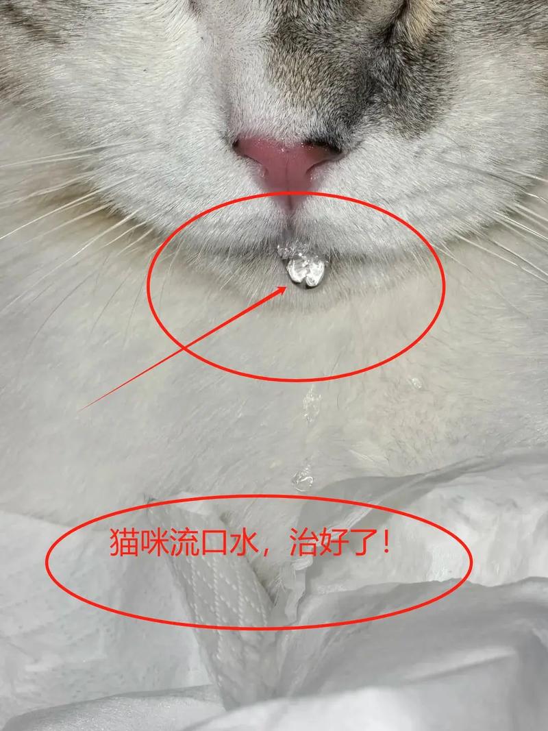 猫咪流口水滴水状