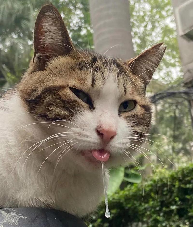 猫咪老是流口水