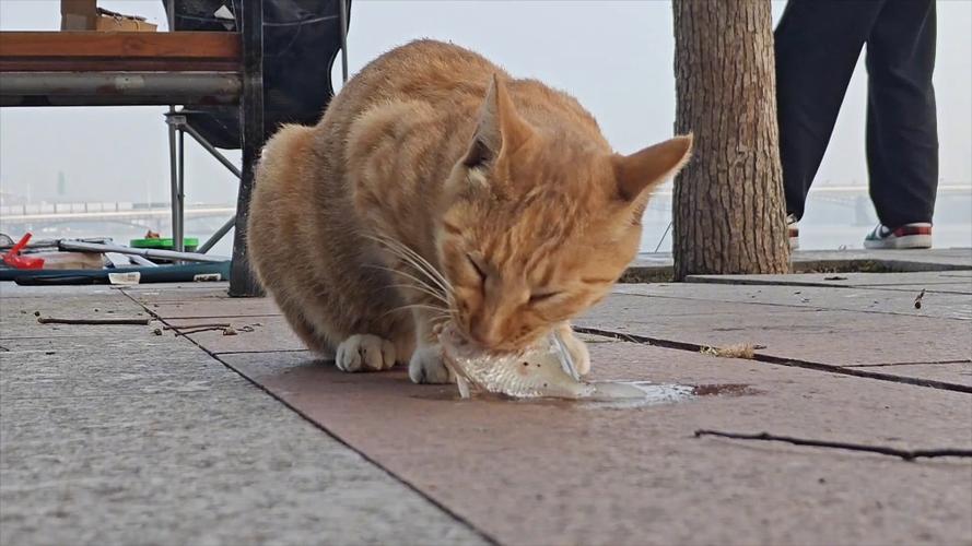 猫咪能吃鲫鱼吗，猫可以吃鲫鱼肉吗