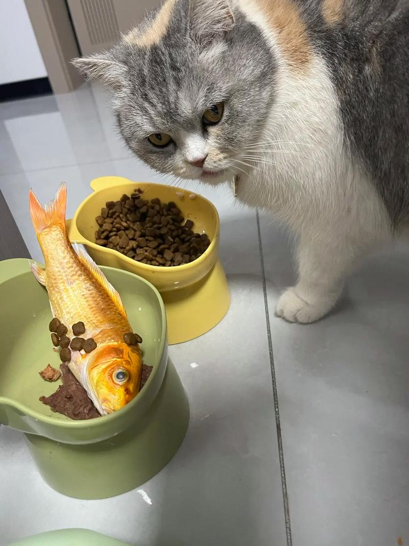 猫吃什么鱼