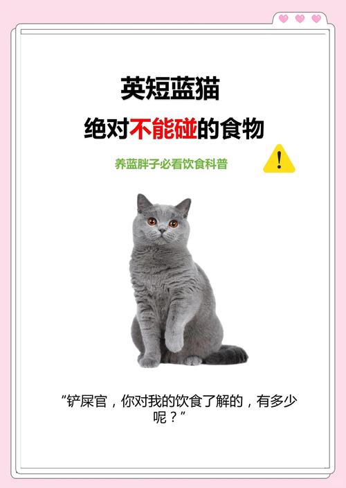 英短蓝猫吃什么猫粮好