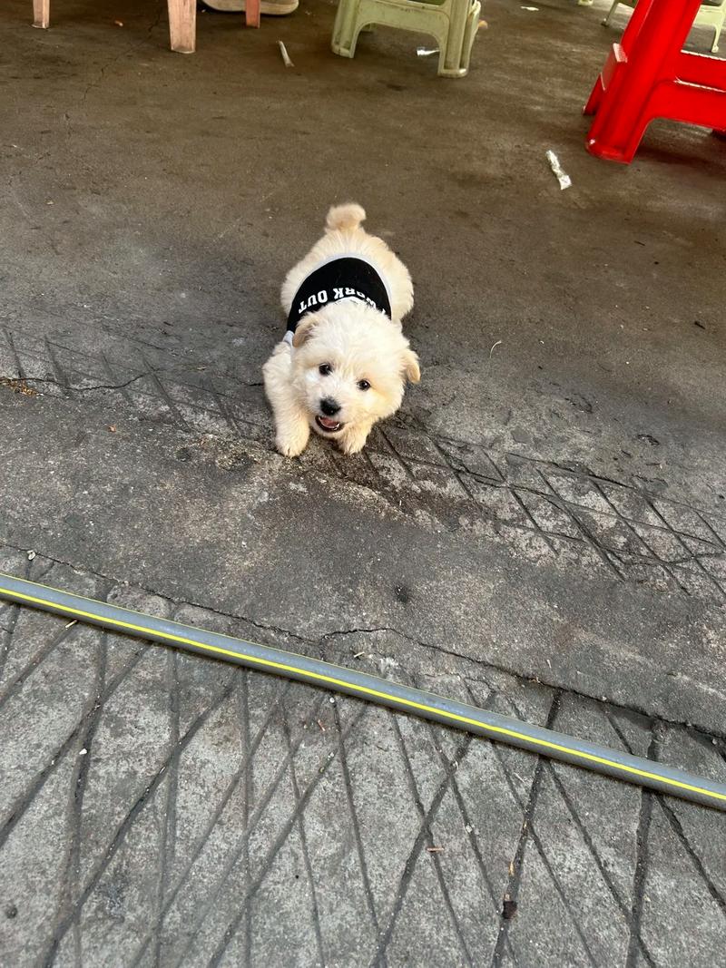 狗狗为什么不吃粉条