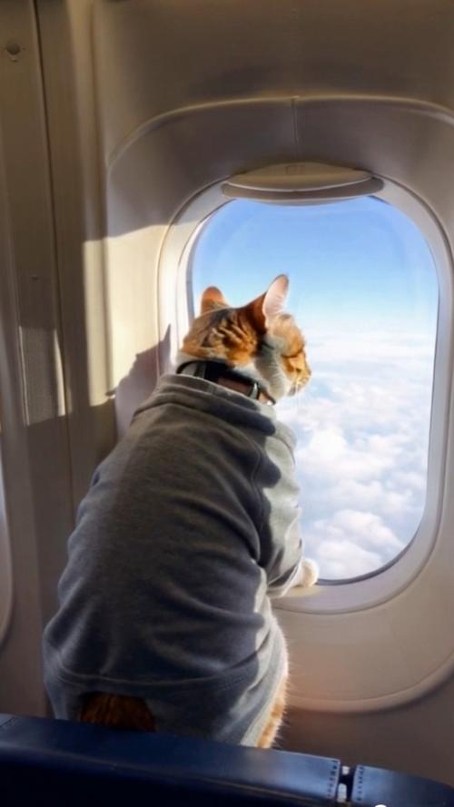 猫咪可以上飞机吗