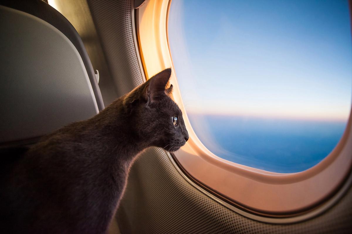 猫咪托运航空箱里都放什么