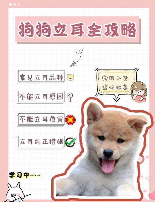 如何让狗耳朵竖起来