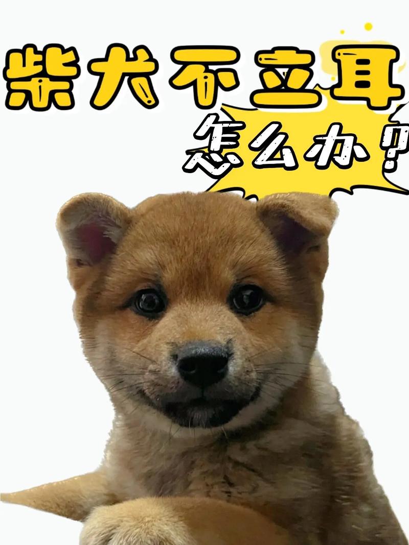 狗耳朵不立起来怎么能让它立起来