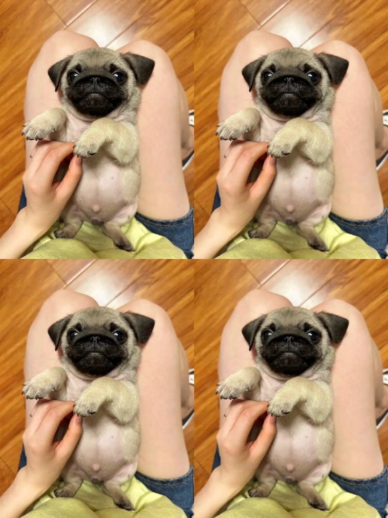 巴哥犬小狗多少钱一只