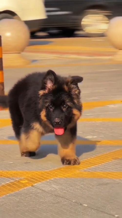 巴哥犬多少钱八哥犬多少钱一只