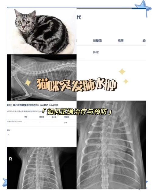 猫咪的肺部检查,不知道的快来看!