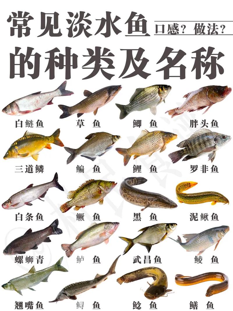 100种常见鱼类名称，常见的几种鱼的名称