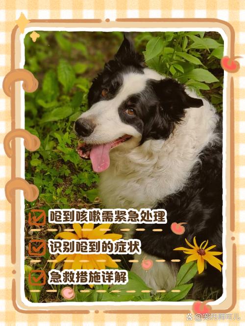 我的小狗吃东西很快怎么改善呢?
