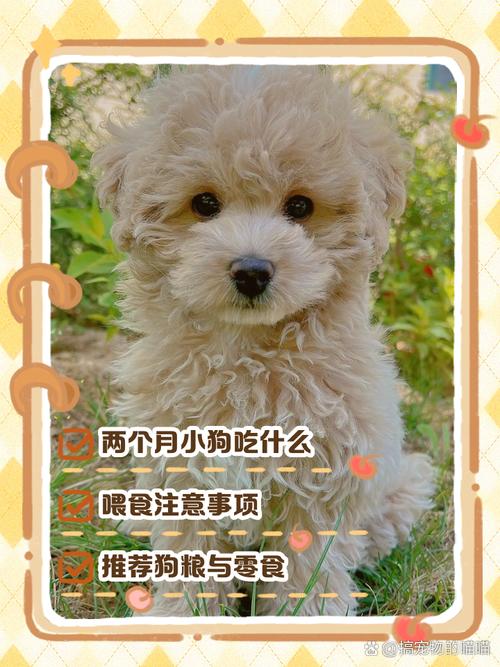 两个月的狗狗吃什么，一个月的狗狗可以吃什么