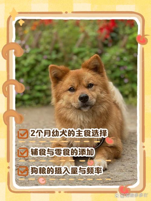 两个月的狗狗吃什么
