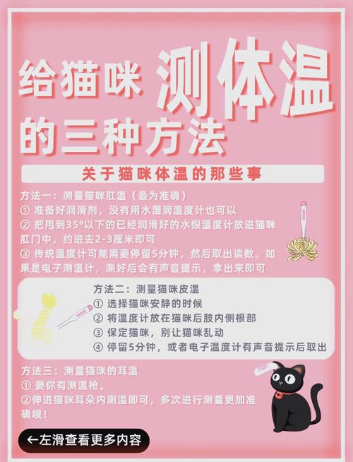 猫体温怎么测