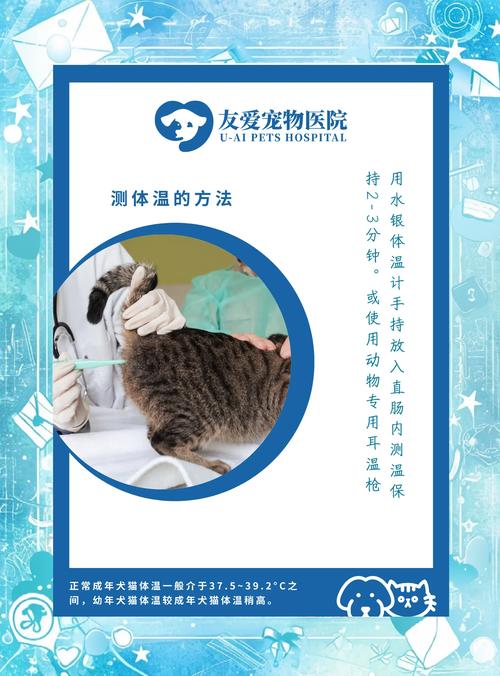 猫的体温怎么量