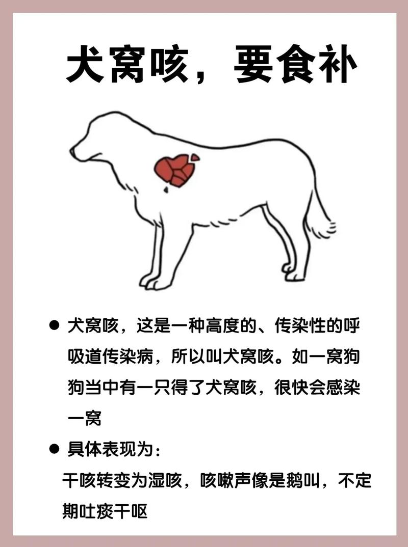 狗狗感冒咳嗽不吃东西怎么办