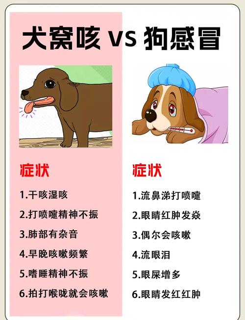 小狗感冒咳嗽不吃东西没精神怎么办