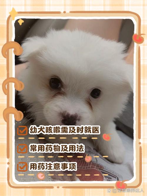 两个月的小狗咳嗽不吃东西怎么办