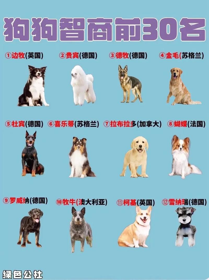 家犬前十
名犬排名
榜