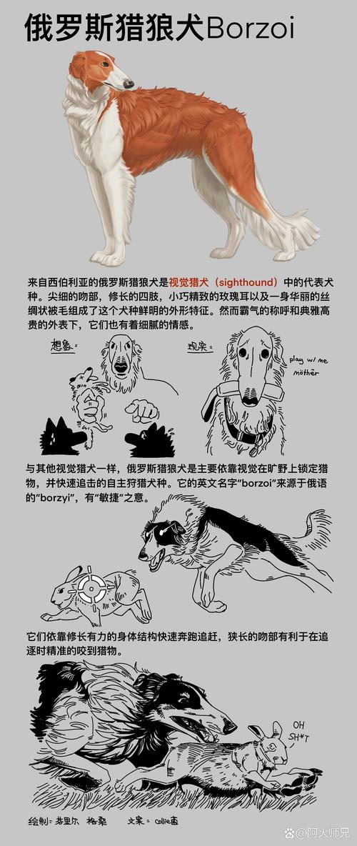 前十
名犬排名
榜前十名