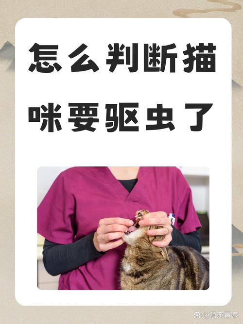 猫咪体外驱虫为什么不能摸