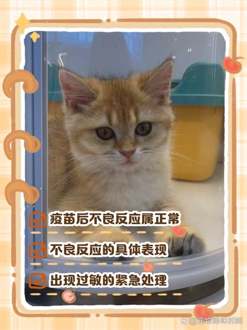 猫咪打疫苗后的反应