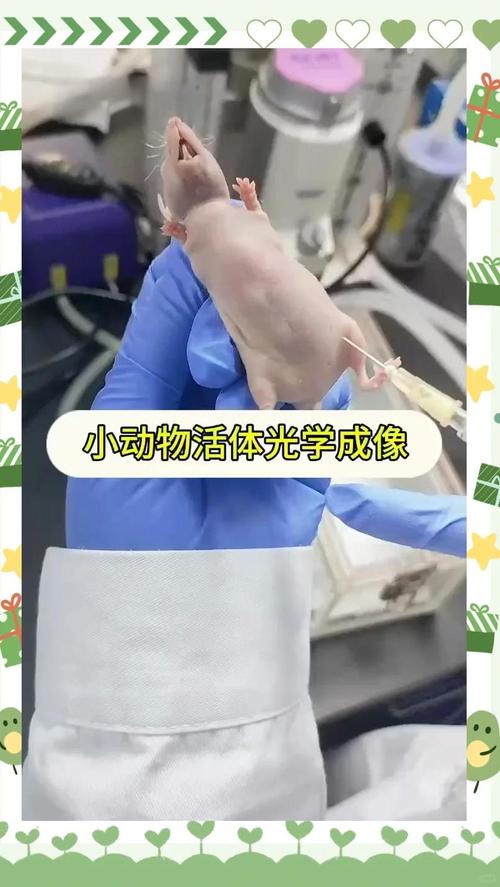 小动物活体成像