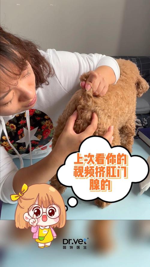 狗狗肛门腺从多大开始挤