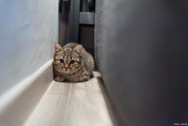 猫咪为什么突然躲起来？猫咪为什么突然喜欢躲起来？