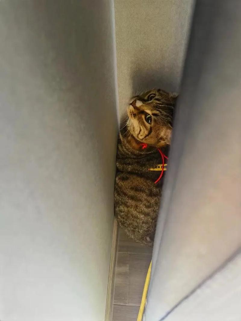 为什么主人不在家时小奶猫就躲起来?