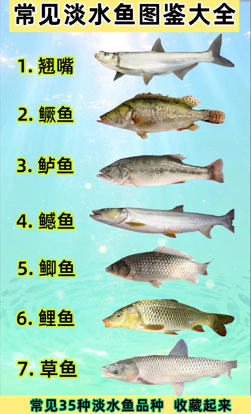 100种常见淡水鱼类名称图片