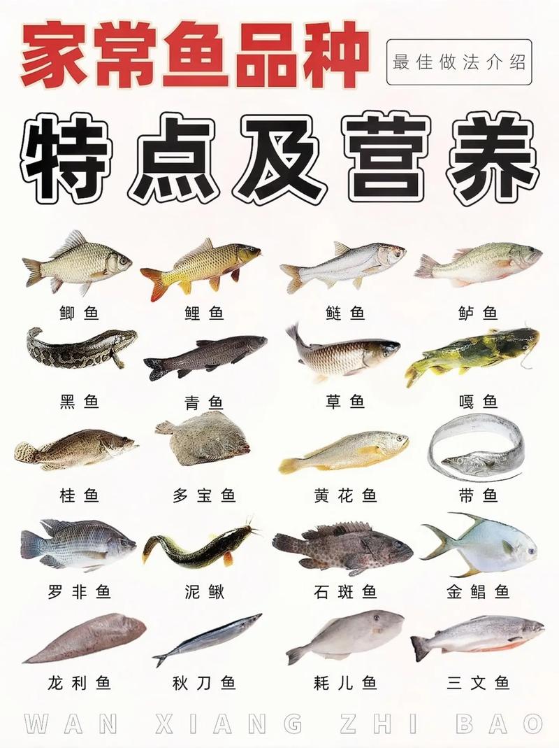 100种常见鱼类名称有哪些?