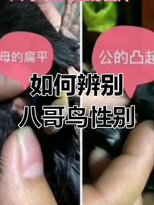 如何分辨八哥鸟是公是母(图片)