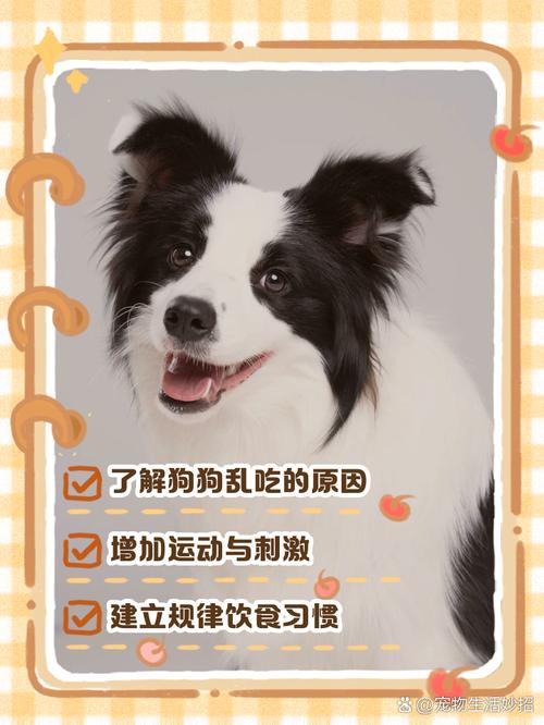 狗狗乱吃东西怎么办?如何训练狗狗拒食?
