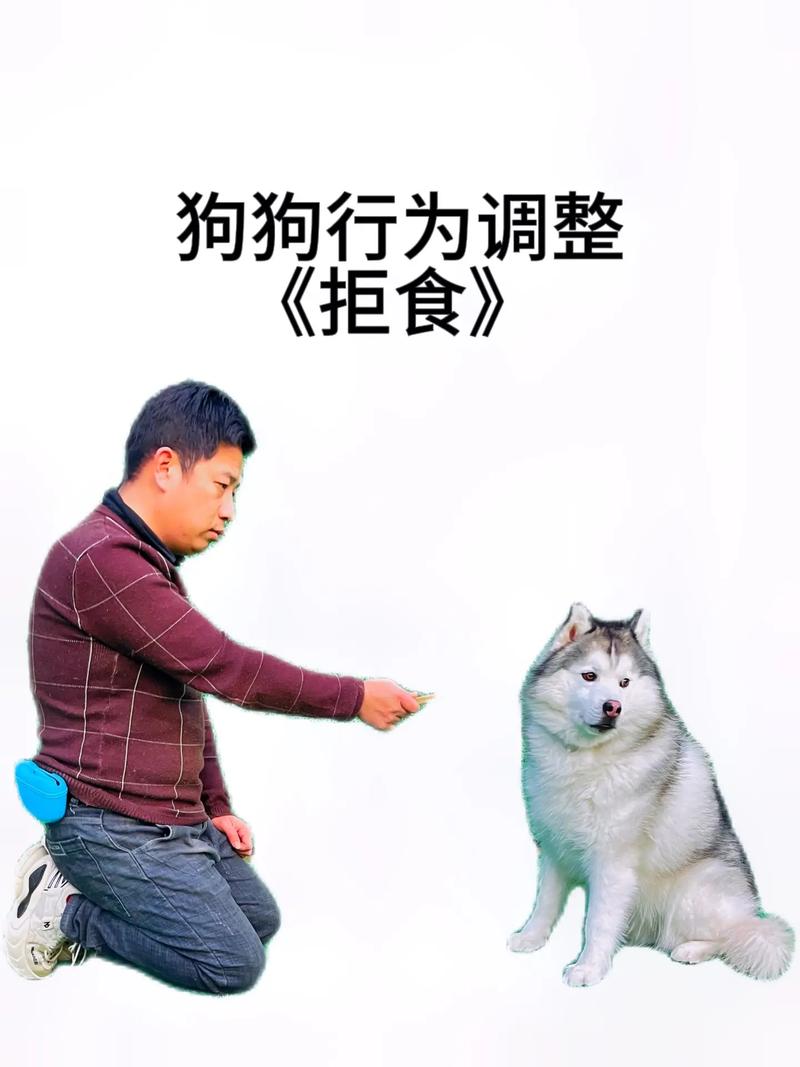 如何训练狗狗不乱捡东西吃?